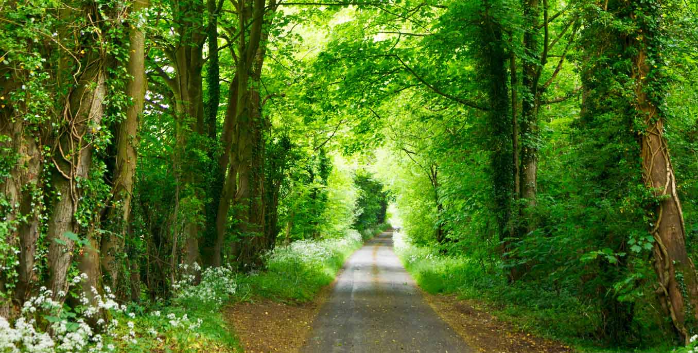 Caring for the Woods story 1 19 23