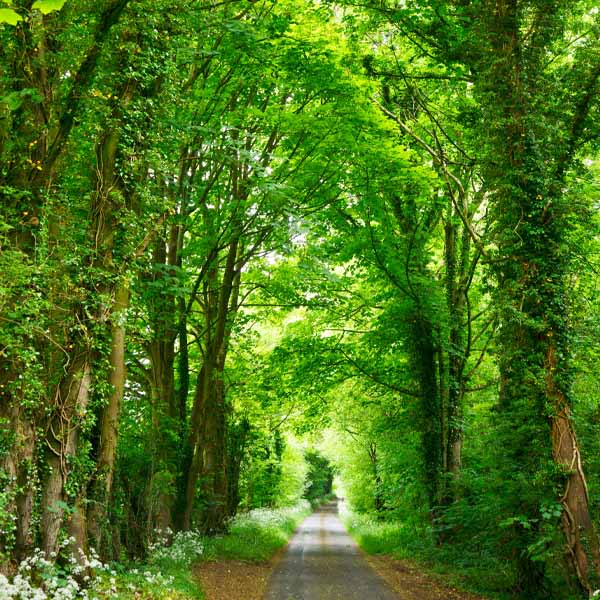 Caring for the woods   1 19 23