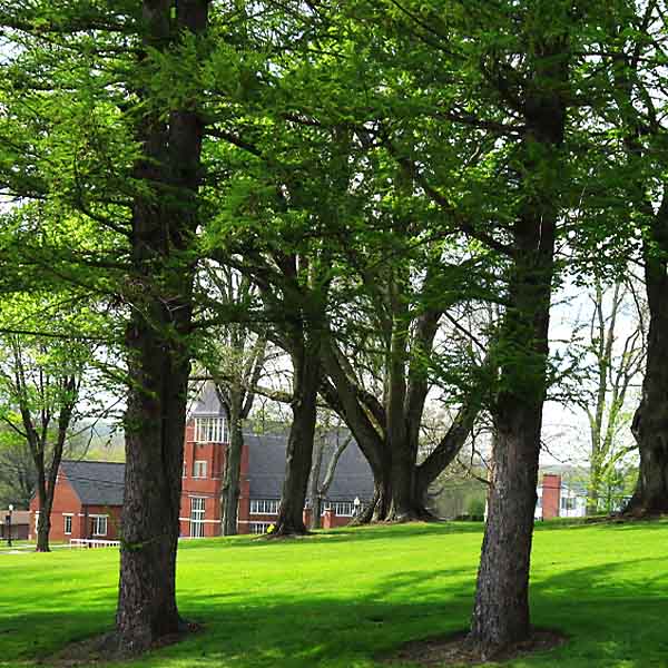 Trees campsu Arbor Day