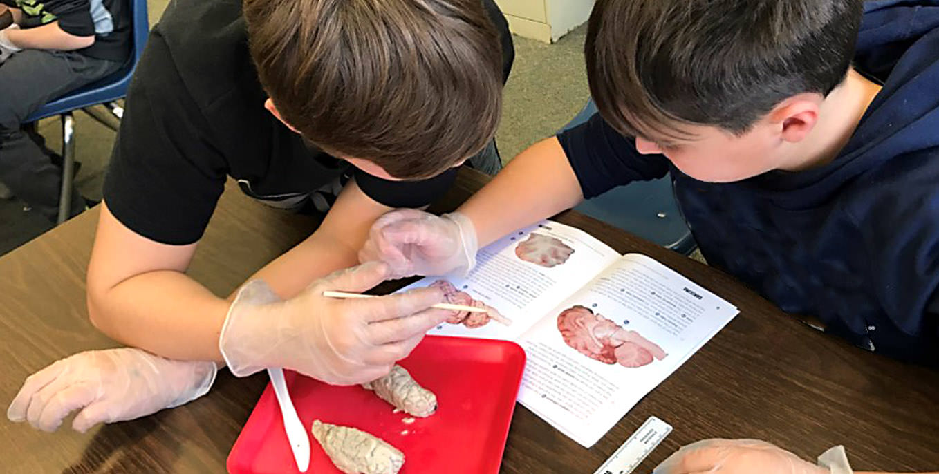 Neuroscience kids story 